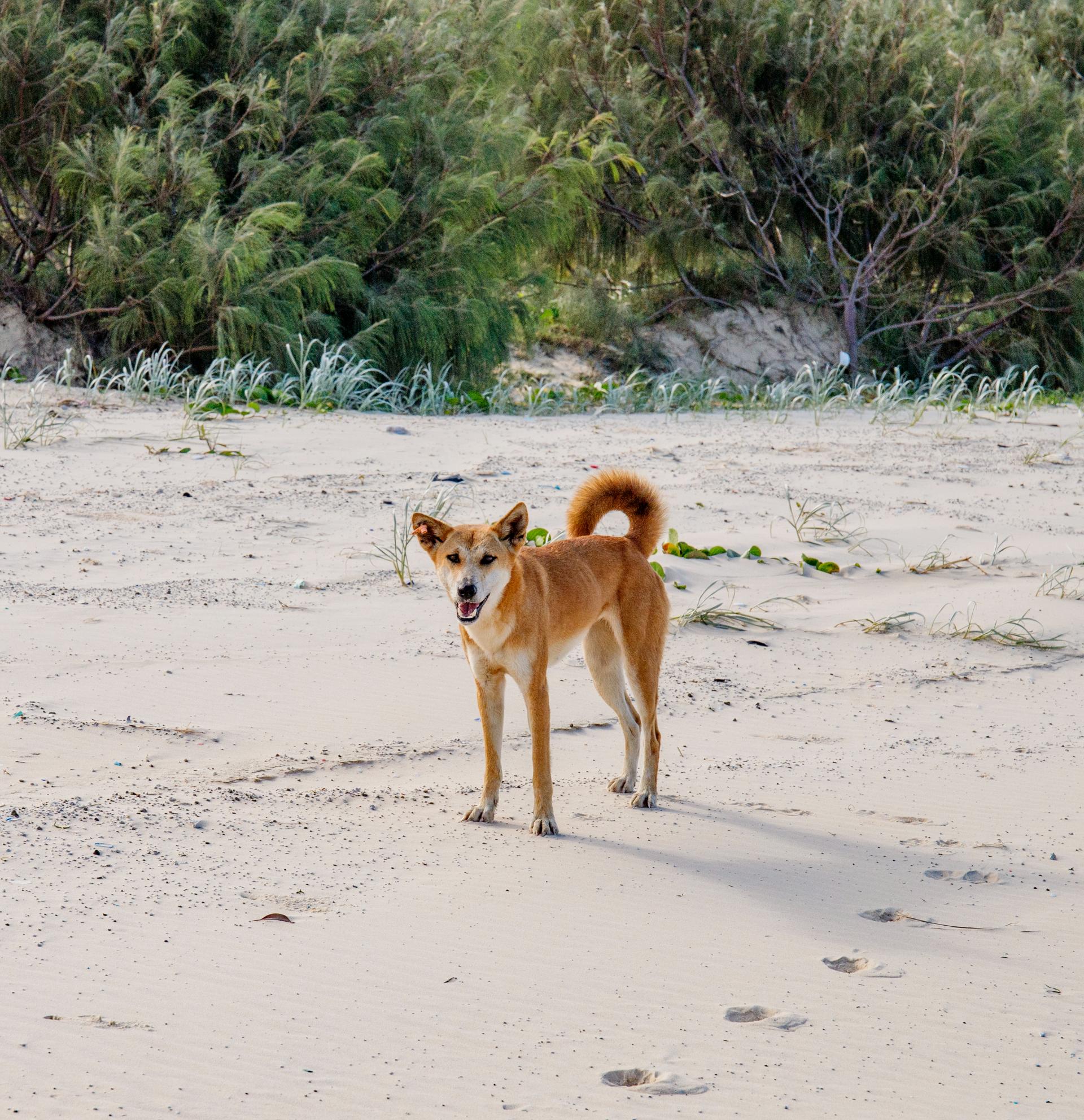 Kgari Fraser Island Adventures (75)
